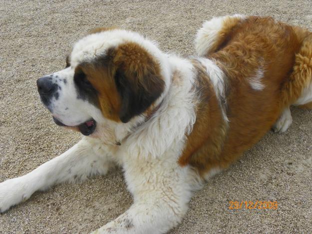 se regala dos perritos,san bernardo y perrita mestiza