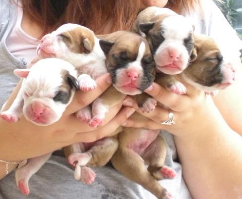 Se venden cachorros de boxer