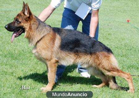 semental para montas