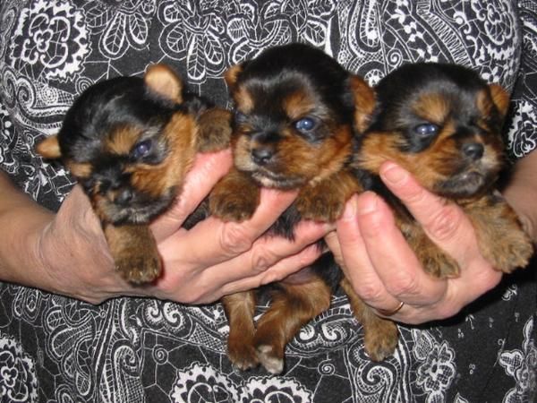Yorkshire estandar,cachorros,machos y hembras,pedigree,350 Eur.