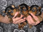 Yorkshire estandar,cachorros,machos y hembras,pedigree,350 Eur. - mejor precio | unprecio.es