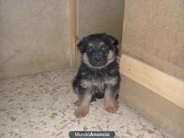 Cachorros pastor alemán