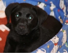 Busco novia, soy un labrador de 14 meses negro y con pedigree - mejor precio | unprecio.es