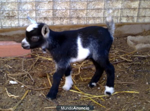 Cabras enanas VENTA