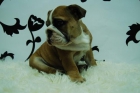 Cachorros de Bulldog Ingles con dos meses fotos actuales - mejor precio | unprecio.es