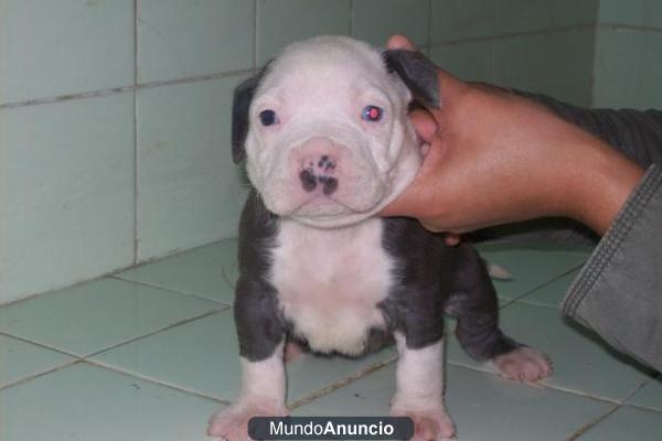 camada de american bully