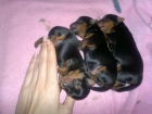 Camada de Yorkshire Terrier - mejor precio | unprecio.es