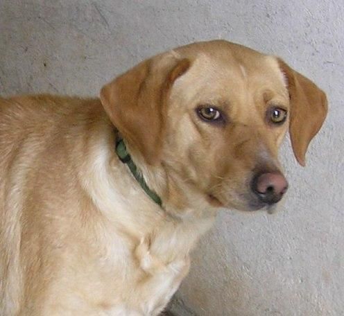 CRUCE DE LABRADORA EN ADOPCION. CANELA.