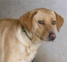 CRUCE DE LABRADORA EN ADOPCION. CANELA. - mejor precio | unprecio.es