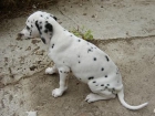 dalmatas  a 150e  con pedigree - mejor precio | unprecio.es
