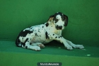 DOGO ALEMAN NEGROS Y AZULES BARCELONA¡¡¡ 800 EUROS, ENVIO INCLUIDO - mejor precio | unprecio.es