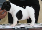 Excelente camada Bulldog Frances - mejor precio | unprecio.es