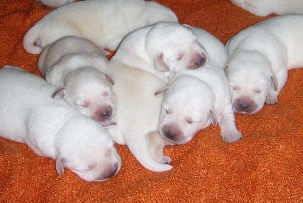 Excepcional camada de labrador, hijos y nietos de campeones