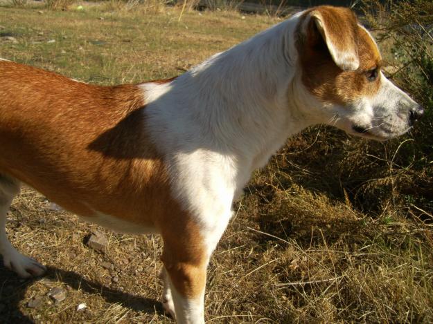 BALTO SE DA EN ADOPCIÓN