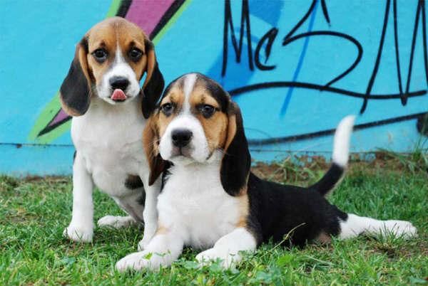 Beagle ¡el excelente cachorro que deseas!