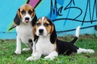 Beagle ¡el excelente cachorro que deseas! - mejor precio | unprecio.es