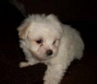 BICHON MALTES STANDAR 435 c/u - mejor precio | unprecio.es