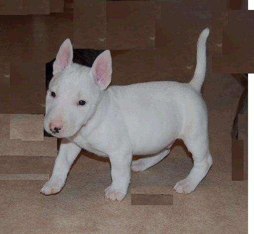 bull terrier cachorro gratis adopción. desde que nos mudamos a nuestra nueva casa, nuestros perros no se han comfortable