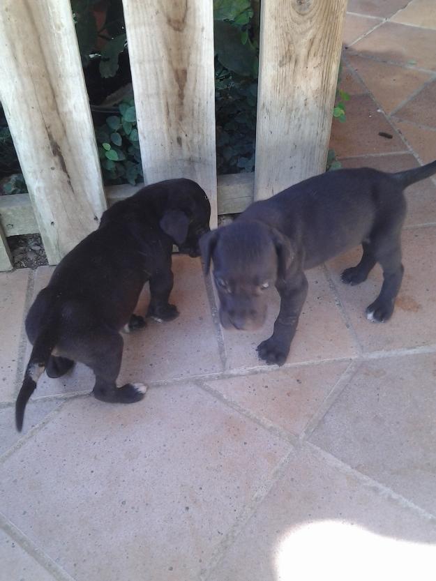 Cachorros Dogo Aleman