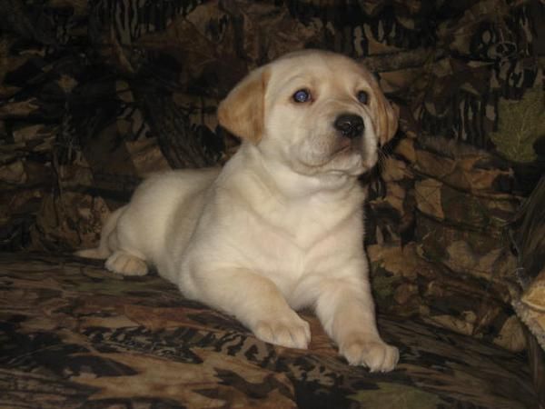 cachorros labrador adorable para adopción