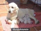 GOLDEN RETRIVER - mejor precio | unprecio.es