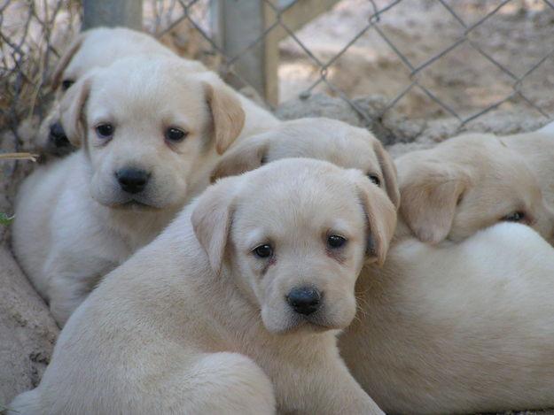 LABRADORES