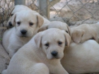 LABRADORES - mejor precio | unprecio.es