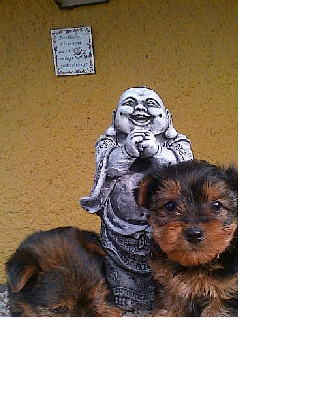 Machito yorkshire toy con garantias
