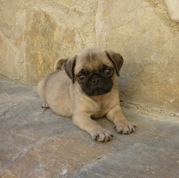 Precioso machito de Carlino
