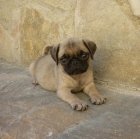 Precioso machito de Carlino - mejor precio | unprecio.es