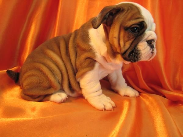 Precioso Semental Bulldog Ingles !!