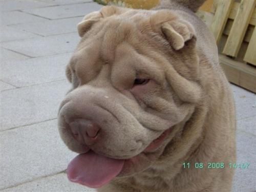 SHAR PEI PARA MONTAS