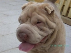 SHAR PEI PARA MONTAS - mejor precio | unprecio.es