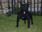 Staffordshire Bull Terrier disponible para montas - mejor precio | unprecio.es