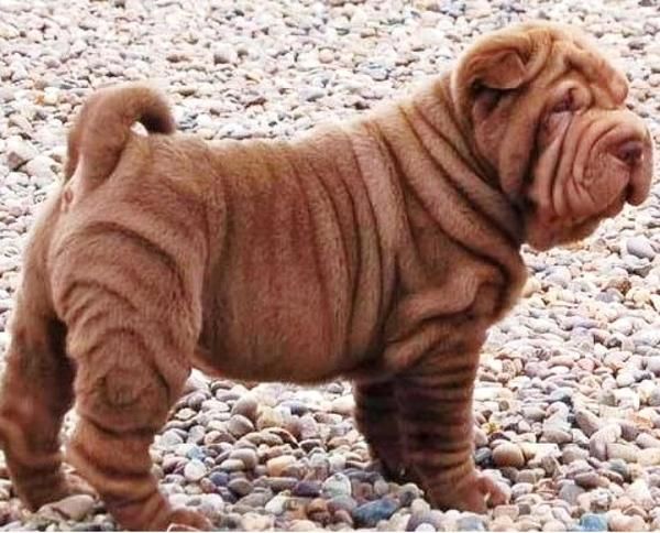 ultimo cachorrito de shar pei