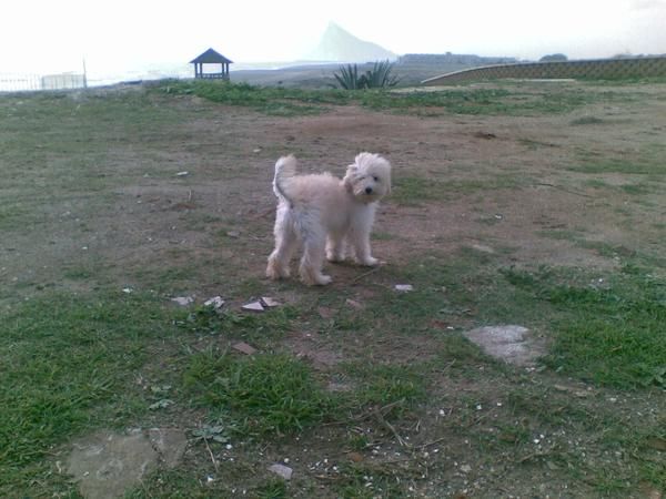 vendo cachorro caniche precioso180 euros