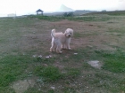 vendo cachorro caniche precioso180 euros - mejor precio | unprecio.es