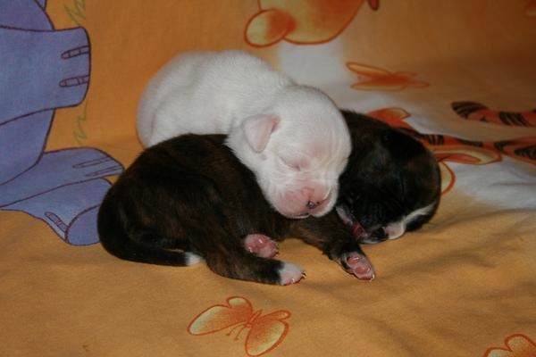 vendo camada boxer