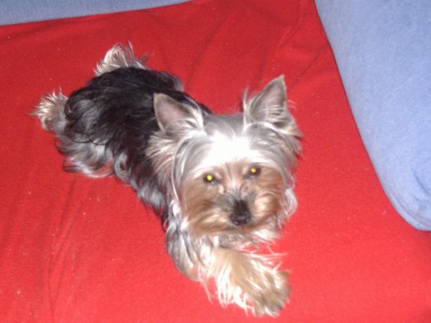 Yorkshire Terrier disponible para monta