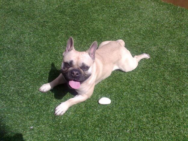 Bulldog Frances  fawn para monta.
