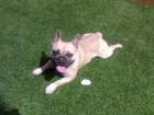 Bulldog Frances  fawn para monta. - mejor precio | unprecio.es