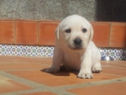 Cachorros de labrador retriever Disponibles - mejor precio | unprecio.es