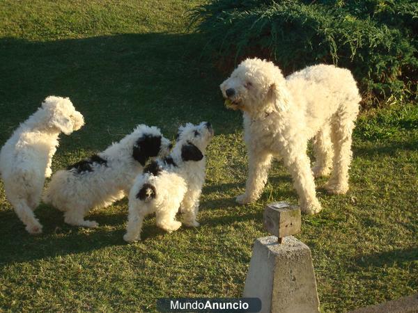 CACHORROS PERRO DE AGUA