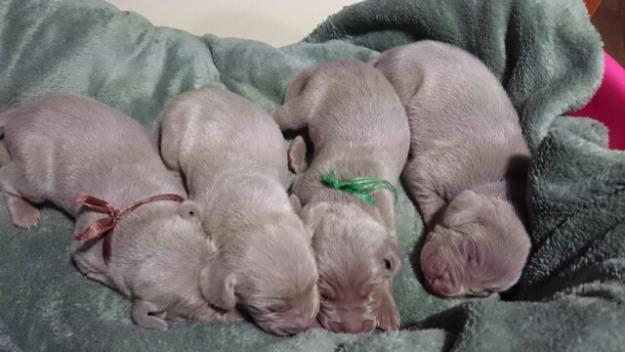 cachorros weimaraner