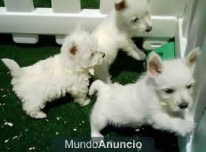 Cachorros West higland, buen precio  Tarragona