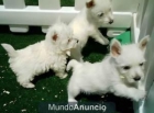 Cachorros West higland, buen precio  Tarragona - mejor precio | unprecio.es
