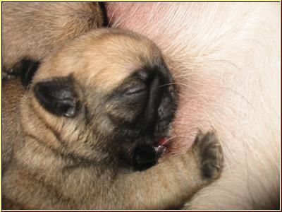Carlinos con pedigree