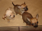Chihuahua de pelo corto - mejor precio | unprecio.es