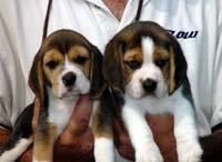 Nuestro objetivo es aumentar feliz, sano, sociable cachorros beagle que son un elogio a su raza