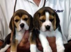 Nuestro objetivo es aumentar feliz, sano, sociable cachorros beagle que son un elogio a su raza - mejor precio | unprecio.es